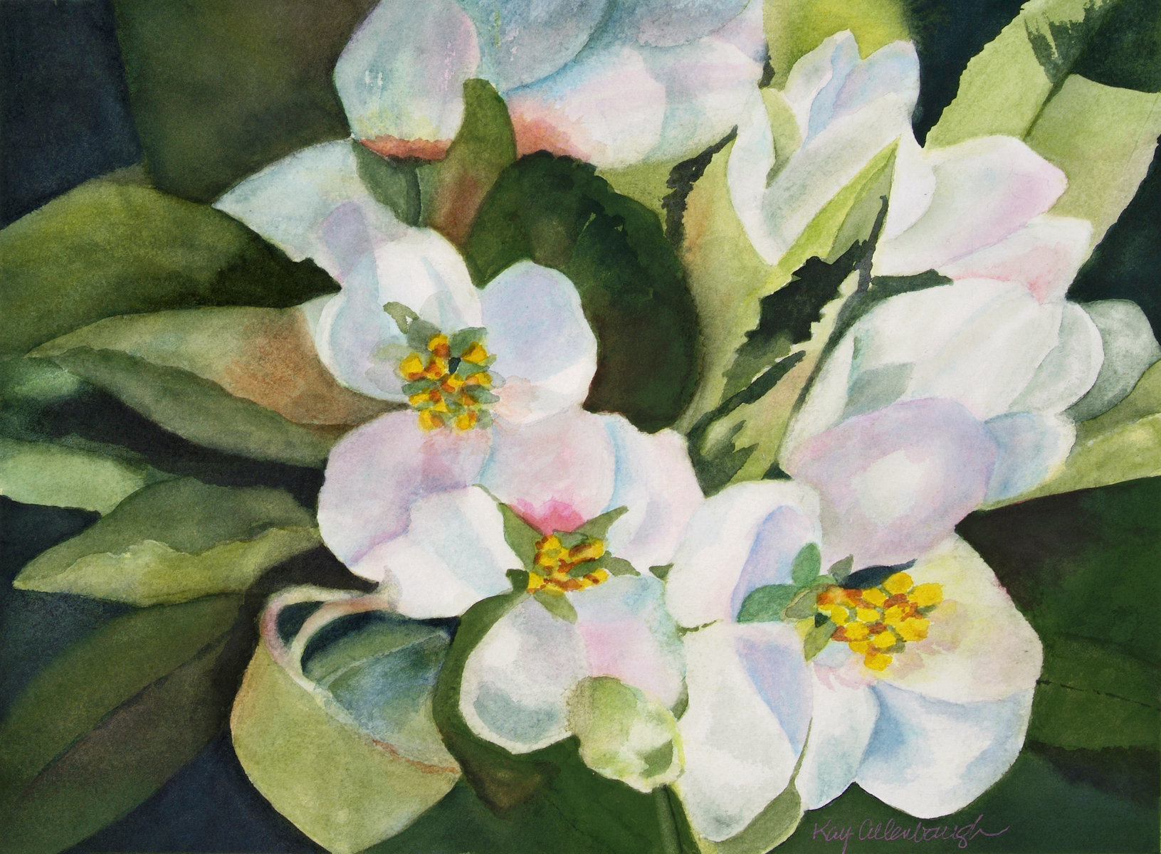 Apple Blossoms