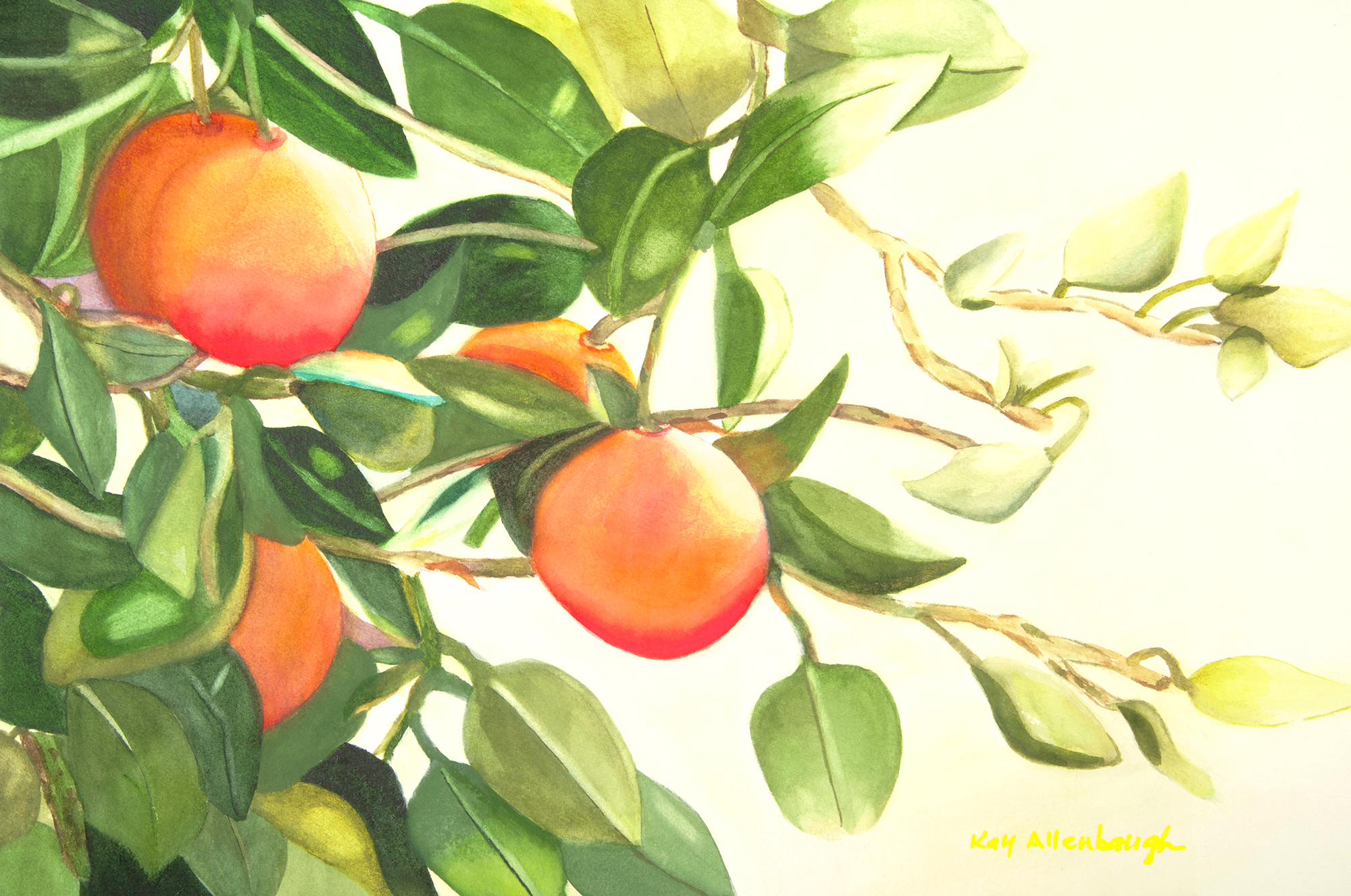 Original watercolor titled Sweet Oranges by Kay Allenbaugh