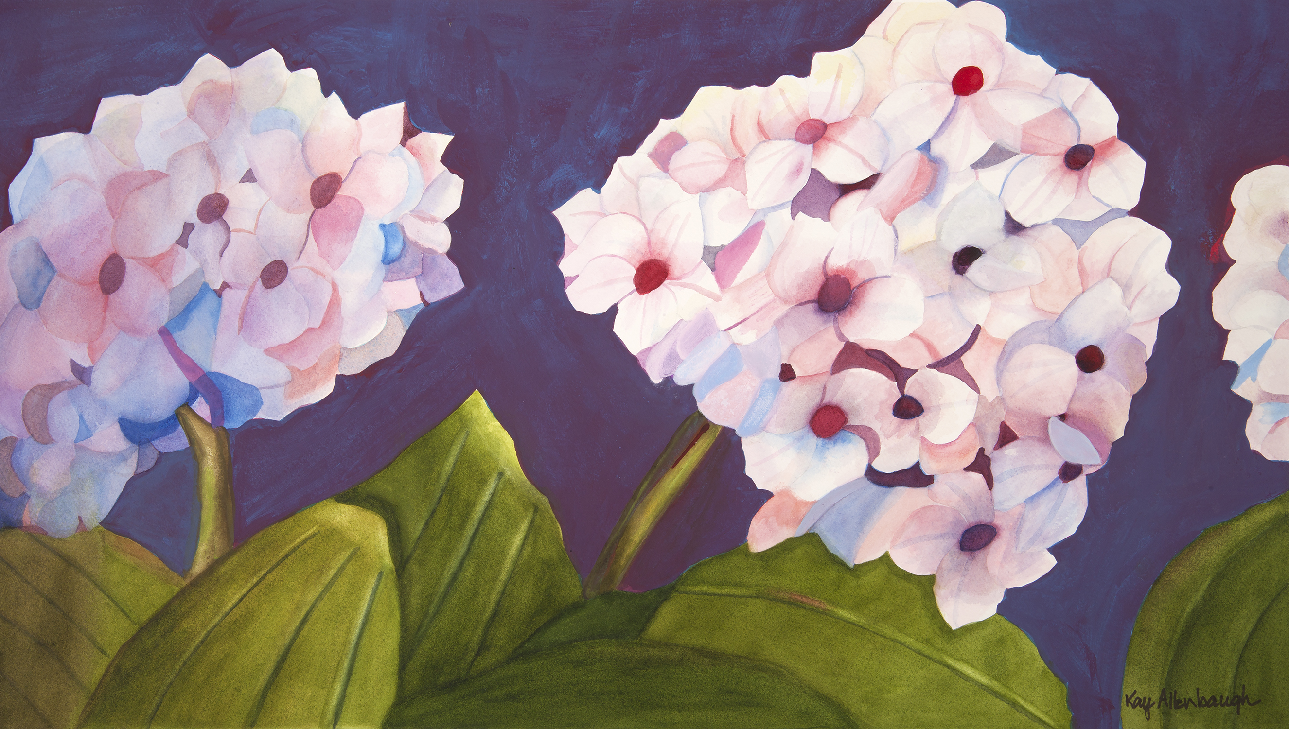 hydrangea flower watercolor painting by kay allenbaugh